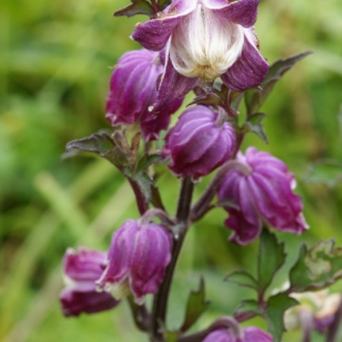 Clematis ranunculoides